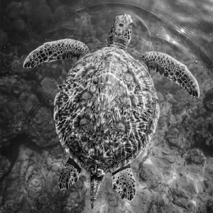 Schildkröte schwarz weiss